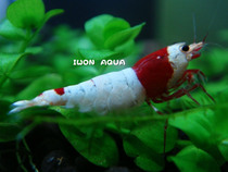 Crystal shrimp live prohibited meatballs meatballs Tiger teeth pure line does not come out of the gold and white shrimp brick and mortar store