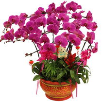 Flower Phalaenopsis potted plants with flowers planted Spring Festival Shanghai Hangzhou Guangzhou Beijing Zhengzhou Chengdu company annual meeting sent