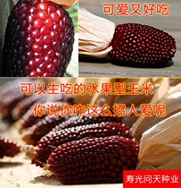 (Fruit-strawberry corn seeds) fresh fruit corn seeds can be potted delicious 10 grams