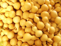 Gourd natural small gourd white gourd special price in progress