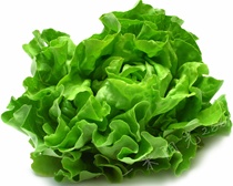 Cainongxing lettuce]Italian cream salad All-year-round moss-resistant American large fast-knot ball purple leaf vegetable seeds