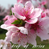 Fresh peach flowers Water honey peach flowers every year 1-3 months Extract Peach Blossom Pure Dew floral material special