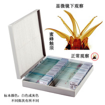 Microscopic Study on Microbial Plant and Animal Cells of Middle School Biological Specimens 100 Piers of Middle School Biological Specimens