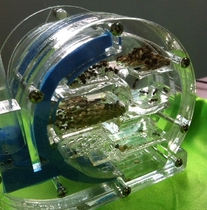 Falling Snow Ant Pavilion ‖ Acrylic Ant Nest ‖ Produced by JUJU ‖ Snail (Full Edition)