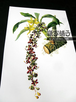 (Swan orchid-2 orchid) halophyte illustration hand-painted super realistic plant flower decoration painting core