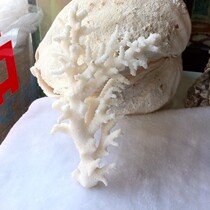 White coral home decoration ornaments Fish tank landscaping Natural shell conch floor Rare cedar collection