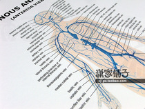 Venous Anatomy (English version) poster decorative painting