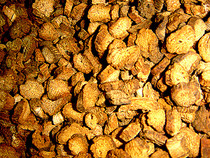 () Guangxis special production of authentic wild burdock tea 500g