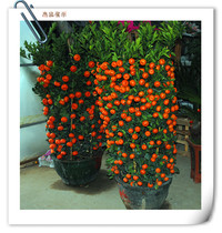 Golden Egg Orange Tree New Years Eve Flower Orange Tree Potted Bonsai Ornamental Orange Tree New Years Day Spring Festival New Year Flowers