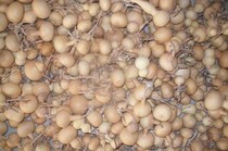 Various shapes natural accessories