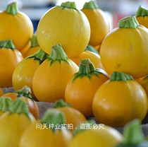 (Golden bead F1 zucchini seed) round zucchini seed vegetable seed growing period short 35 days mature