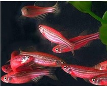 New Blue Purple Red Yellow zebrafish rush 1 crown price quality assurance unlimited purchase quantity