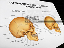 Skull Anatomy-2 (English version) poster decorative painting