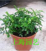 Clear Aromas Wood Potted Indoor Plants Mosquito Repellent Refreshing Air Four Seasons Evergreen Natural Hair Fragrance
