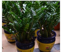 Shanghai Potted Bonsai Flower Flower and Bird Market Bonsai Shop Money Tree Potted Office Family Living Room Plants