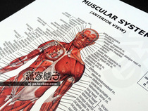 Human muscle (front) Anatomy Atlas Muscular Anatomy wall chart fitness poster decorative painting