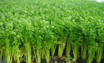 Green celery four seasons small parsley vegetable seeds