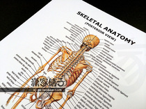 Human skeleton (back) anatomical map Skeletal Anatomy English version poster decorative painting