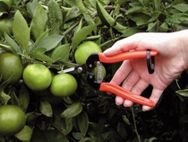 Japan ARS Alice 300L thin fruit scissors repair fruit scissors fruit and vegetable scissors fruit and vegetable scissors fruit and vegetable scissors fruit and vegetable scissors fruit and vegetable scissors fruit and vegetable scissors fruit and vegetable scissors