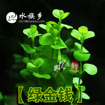 Aquarium Township] Green Money Fish Tank Scenery Real Water Grass in the Prospect Fish Tank Water Grass Landscape Plants