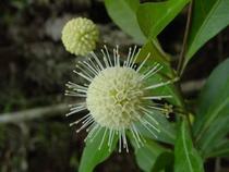 (Mountain treasure) Now harvested wild bayberry water willow