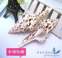 ★Shells online shop★Natural sea snail shells Flower Long Number snail 8-11CM Large snail