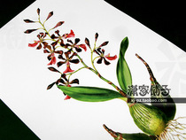 (Dendrobium Flower -3 Orchid) Illustration Hand-painted Super Realistic Plant Flower Poster Core Decorative Painting