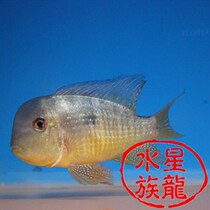 Monk Fish Freshwater Fish Tropical Ornamental Fish Trio Lake snapper South American Edible Earth Snapper can be mixed for 7-10cm special price