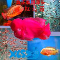 Pure Thai Imports Red Mammiao Sun Gold Flowers Red Marohan Jackup Rate Withdrawal Rate Ultra High Transport Bag Live