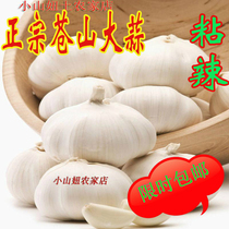 2016 Shandong Yimeng mountainous Teryield farmhouse Self-produced Pale Garlic Fresh Garlic Fresh Garlic Sauce Spiced Spicy