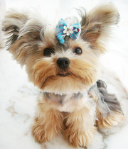 A postage supplement for a postage supplement