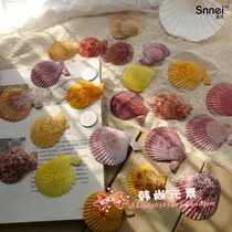 Natural conch shell Coral sea star multicolored multicolored scallop slices Home decoration wall stickers fish tank crafts specimens