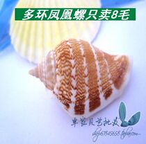 Natural sea snail shells Multi-ring Phoenix snail 3CM left and right Hells