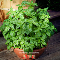 Sweet basil Basil seeds Purple basil seeds Four seasons flower seeds Flowers and vegetables Flower seedlings Vanilla seeds