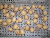 Fulu edge gourd base processing special natural shape small gourd 1 yuan a