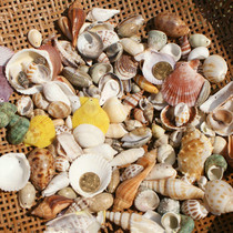 Natural perforated conch shell coral floor Home decoration collection decoration gift fish tank Wind chimes handmade DIY