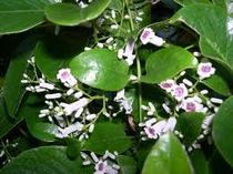 Fresh wild chicken shit vine White hair vine Dog shit vine Breeze vine stinky shit vine Childrens wash care baby prickly heat bath herbs