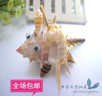★Natural Marine Snail Shells Spiromice 8-10 Cm Zodiac Zodiac
