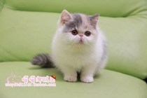 Pure CFA pedigree exotic shorthair cat shallow Sanhua female Garfield with certificate has arrived in Kunming new home