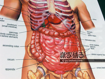 Human Abdominal viscera (frontal) anatomical map Abdominal Viscer English version decorative painting