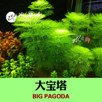 Aquarium Township] Big Pagoda Easy Water Grass Aquarium Goldfish Grass Newcomer Rear View Fish Tank Landscape Special