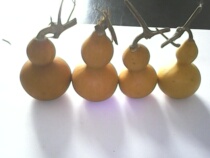 Fu Luyuan Huluyuan base natural small gourd hand twist gourd American gourd special price 1 yuan a