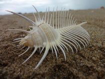 Conch shell specimen Venus bone snail Fish tank Aquarium Landscaping platform Home creative jewelry Coral ornaments