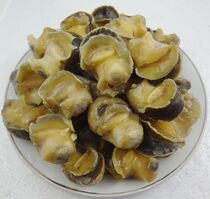 Haizhiwo sea catch fresh frozen seafood conch meat