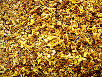 (a catty) Guangxi Guilin T-level dry osmanthus tea sweet-scented osmanthus dry 50g