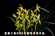 Junjun Lanyuan orchid seedling potted plant good delivery spring sword left treasure Bud yellow leakage wind leakage natural cultivation