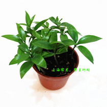 Small bamboo Berber potted bamboo Berber with earthen ball shipped very well to raise hydroponic plant radiation-resistant formaldehyde