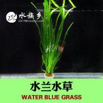 Aquarium Township] Fish tank set big water orchid water leaves in the back view viewing landscaping special promotion