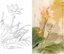  Gongbi painting white sketch background Lotus Zou Chuanan 66*105 physical white paper print draft with color map 042T