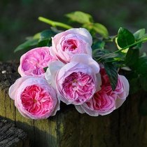 Yard plant climbing rose flower my heart climbed Vine rose upright strong pink bun rose flower